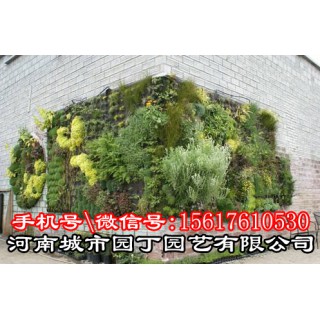 城市园丁郑州垂直植物墙制作-河南城市园丁园艺有限公司.,郑州市金水区杨金路牛顿国际A座13楼